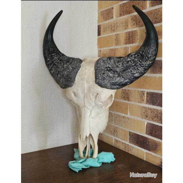 Massacre de buffle - Cr�ne et bois impressionnants - Pi�ce unique / Collection / D�co prestige