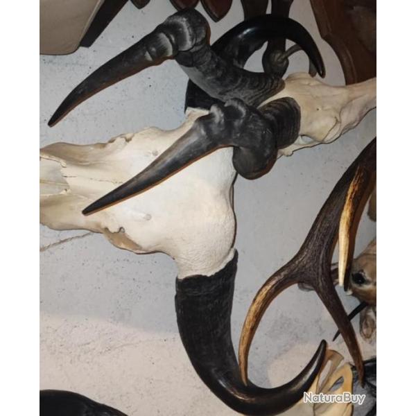 Massacre de buffle et de bubale