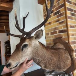 Troph&eacute;e cerf 8 cors - Bois larges regulier- Pi&egrave;ce rare / Collection prestige