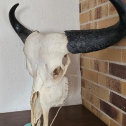 Massacre de buffle, cr&acirc;ne et bois larges et sym&eacute;triques, pi&egrave;ce rare pour collection ou d&eacute;coration
