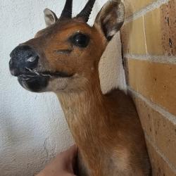 Troph&eacute;e d'ourebi  - Pi&egrave;ces uniques - Collection / D&eacute;c