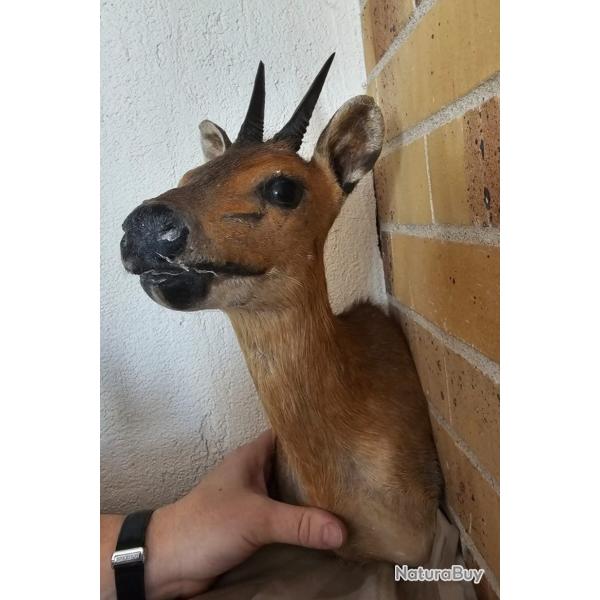 Troph�e d'ourebi  - Pi�ces uniques - Collection / D�c