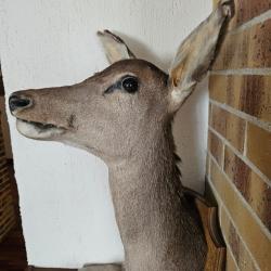 Troph&eacute;e t&ecirc;te de biche naturalis&eacute;e, pi&egrave;ce rare et &eacute;l&eacute;gante, id&eacute;ale pour collection ou d&eacute;coration