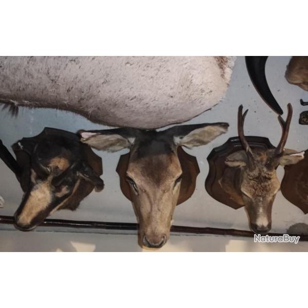 Trophe chevreuil biche et Chamois
