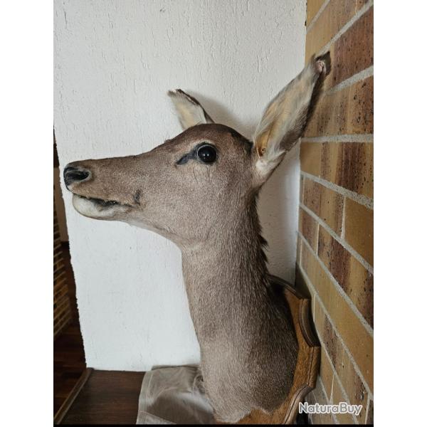 Troph�e t�te de biche naturalis�e, pi�ce rare et �l�gante, id�ale pour collection ou d�coration