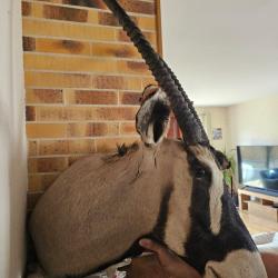 Troph&eacute;e d'oryx - Cornes impressionnantes - Pi&egrave;ces uniques - Collection / D&eacute;co p