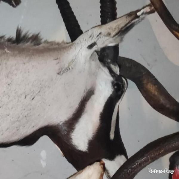 Troph�e d' Oryx