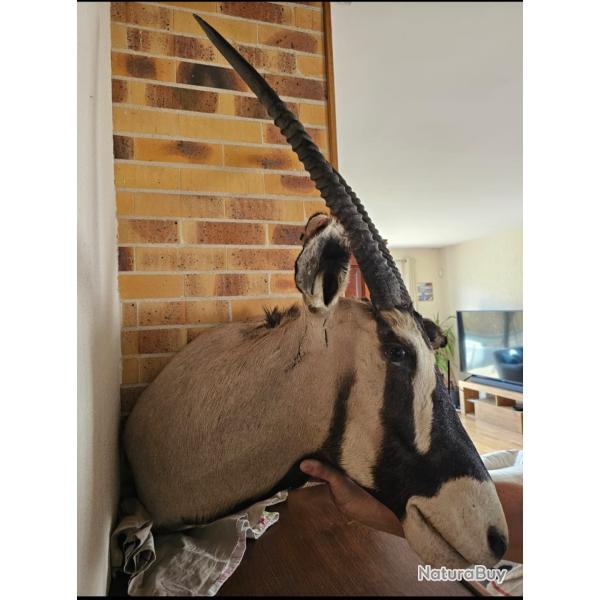 Troph�e d'oryx - Cornes impressionnantes - Pi�ces uniques - Collection / D�co p