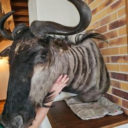 Troph&eacute;e de gnou bleu - Cornes impressionnantes - Pi&egrave;ce unique - Collection