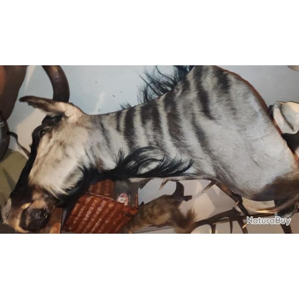 Troph�e de gnou bleu