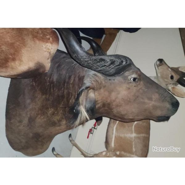 Troph�e de buffle magnifique