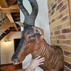 Troph&eacute;e t&ecirc;te de bubale - Cornes impressionnantes - Pi&egrave;ce unique - Collection / D&eacute;co prestige