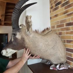 Troph&eacute;e t&ecirc;te de koba - Cornes impressionnantes - Pi&egrave;ce rare - Collection / D&eacute;co prestige