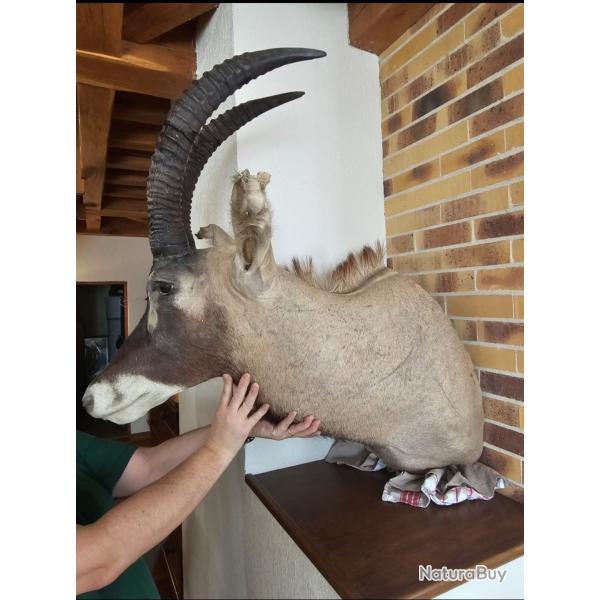 Troph�e t�te de koba - Cornes impressionnantes - Pi�ce rare - Collection / D�co prestige