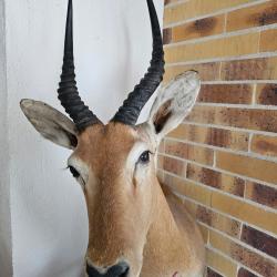 Troph&eacute;e t&ecirc;te d'impala -grande corne en forme de lyre- Pi&egrave;ce rare - Collection / D&eacute;co prestige