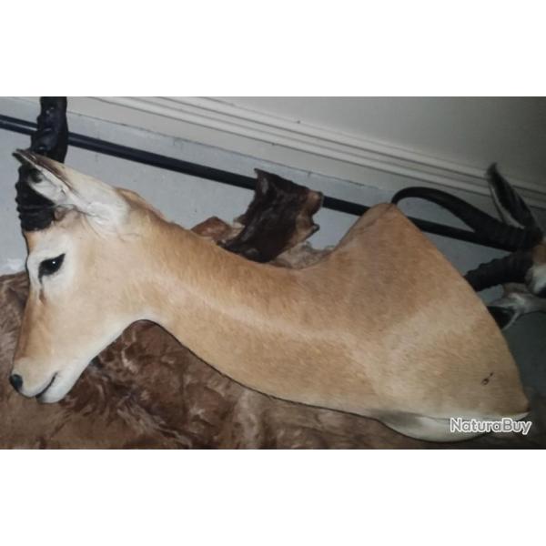 Troph�e impala
