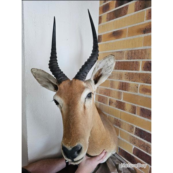 Troph�e t�te d'impala -grande corne en forme de lyre- Pi�ce rare - Collection / D�co prestige