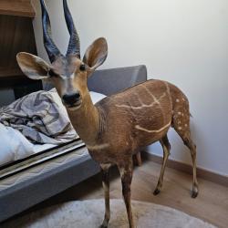 Troph&eacute;e entier Guib harnach&eacute; - Pi&egrave;ce exceptionnelle - Collection prestige