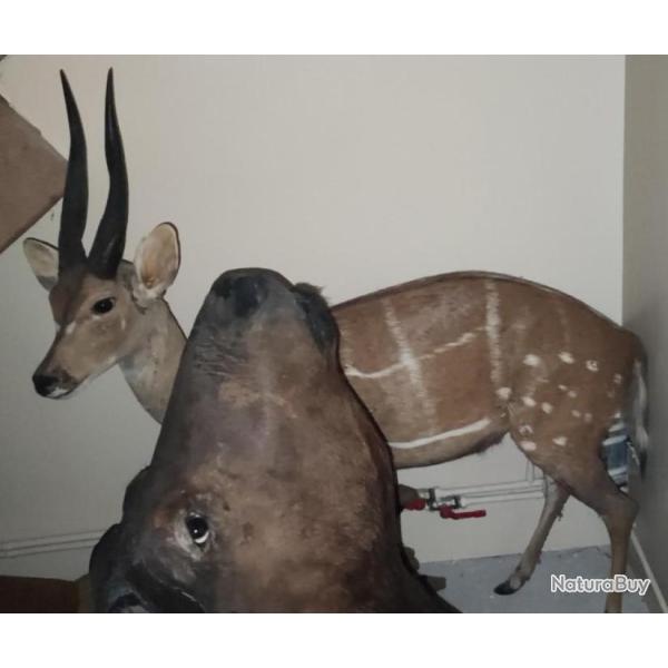 Troph�e entier de Guib harnach�