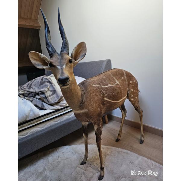 Troph�e entier Guib harnach� - Pi�ce exceptionnelle - Collection prestige