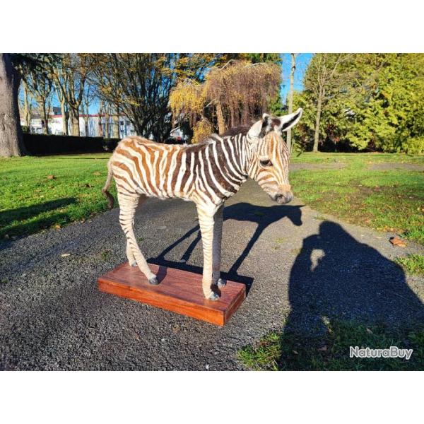 Taxidermie de z�bre juv�nile