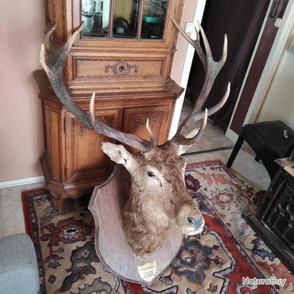 Trophe de cerf