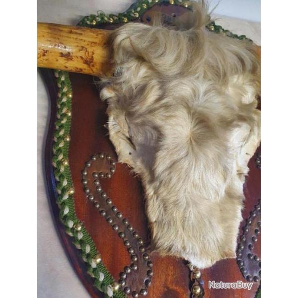 Taureau de combat espagnol Troph�e sur bouclier - Bos taurus taurus (1988)