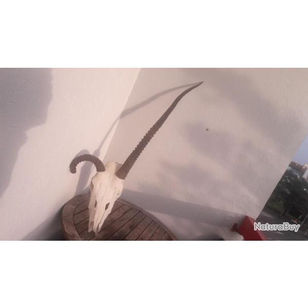 Cr�ne d' Oryx avec malformation