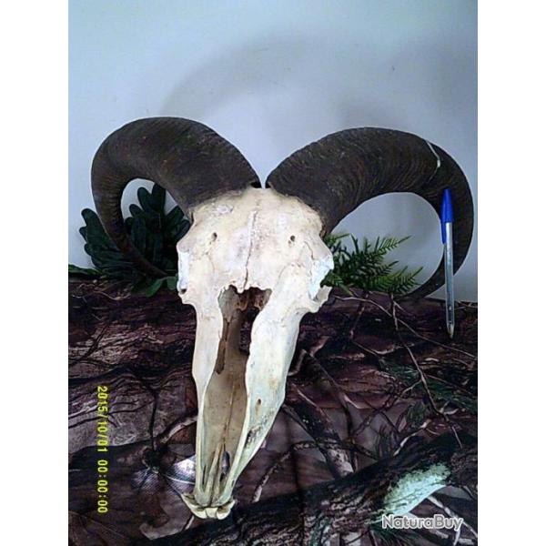 troph�e de mouflon a manchettes