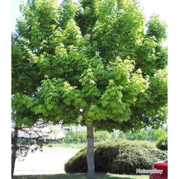 �rable Plane Acer Platanoides 30-40 Cm Racines Nues Vendu De Novembre � Mars