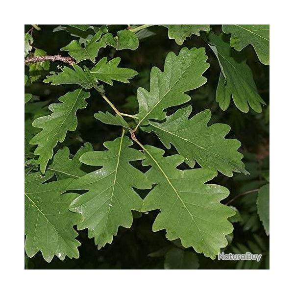 1 Jeune Ch�vre Rouvre 40-50 cm Racines nues