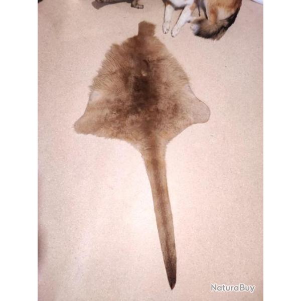 Peau de kangourou roux ; Osphranter rufus