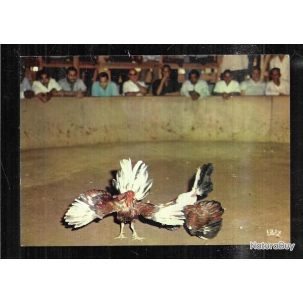 combat de coqs martinique