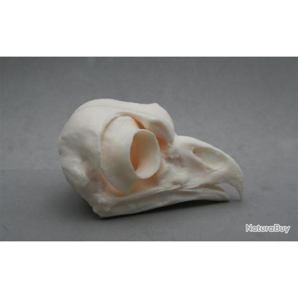 taxidermie trophe factice crne hibou grand duc