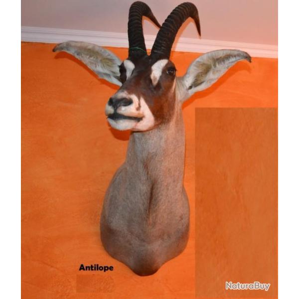 TROPHEE EN CAPE ANTILOPE