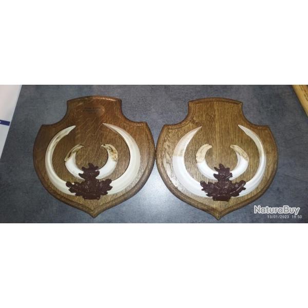 Rplique de dfense et grs de sanglier. Copie trophe de sanglier monter sur ecusson en chne