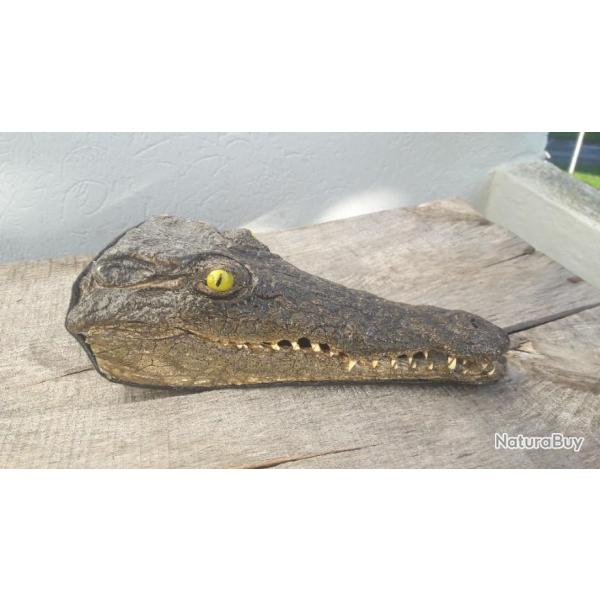 Taxidermie cr�ne de crocodile du Nil ; Crocodylus niloticus