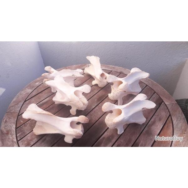 Vertbre de girafe ; Giraffa camelopardalis