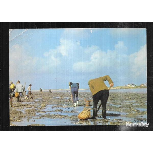 peche � pied carte postale moderne cpm , coques , couteaux , palourdes