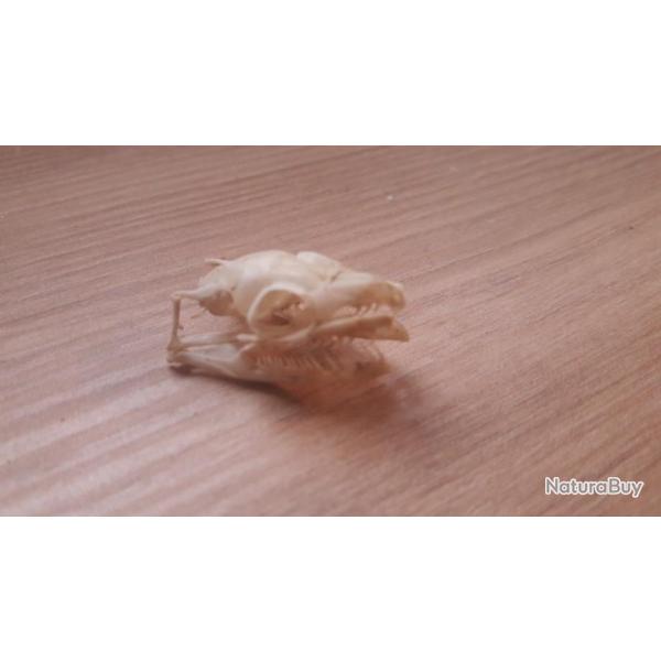 Crne de reptile serpent Boa constrictor juvnile