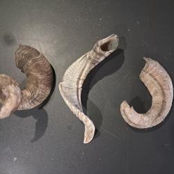 Lot de 3 cornes de b&eacute;lier #0602