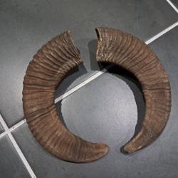 Lot de 2 cornes de mouflon #LM26