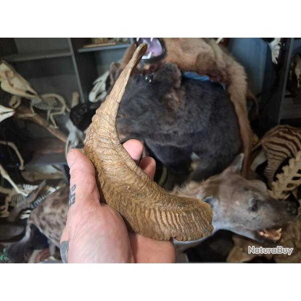 Corne de b�lier M�rinos