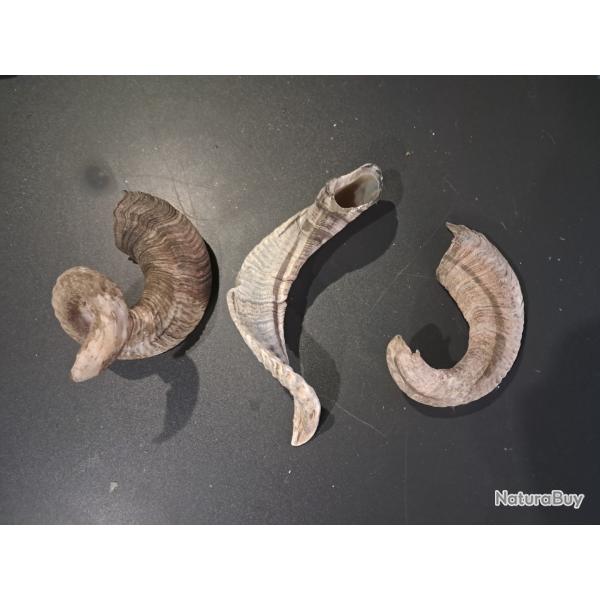 Lot de 3 cornes de b�lier #0602