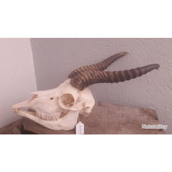 Crne de Springbok ; Antidorcas marsupialis #01