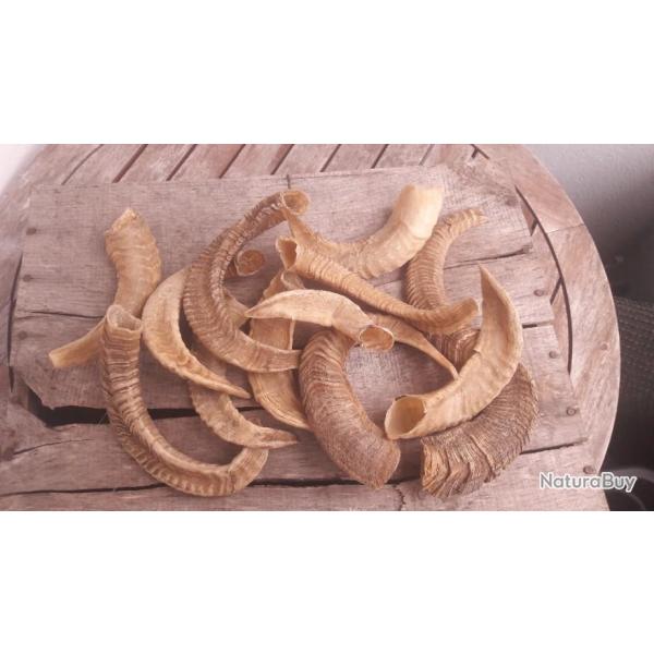 Cornes de blier Mrinos