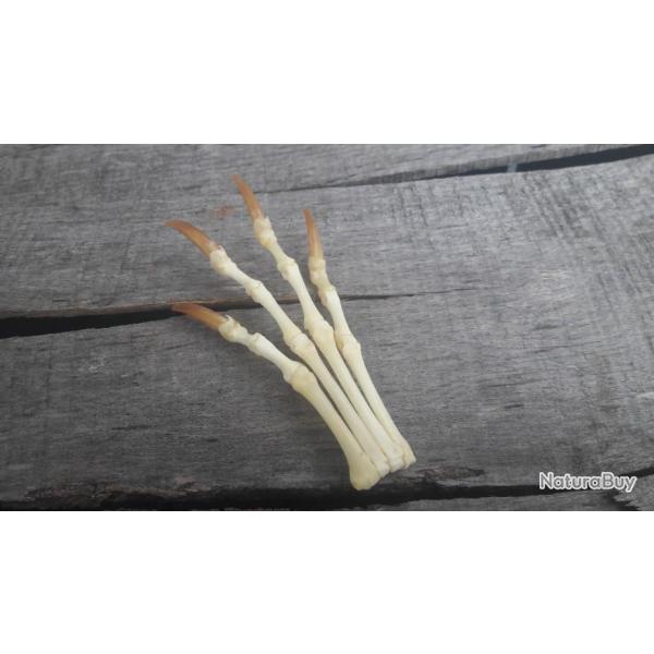 Patte de renard ; ostologie ; montage ostologique