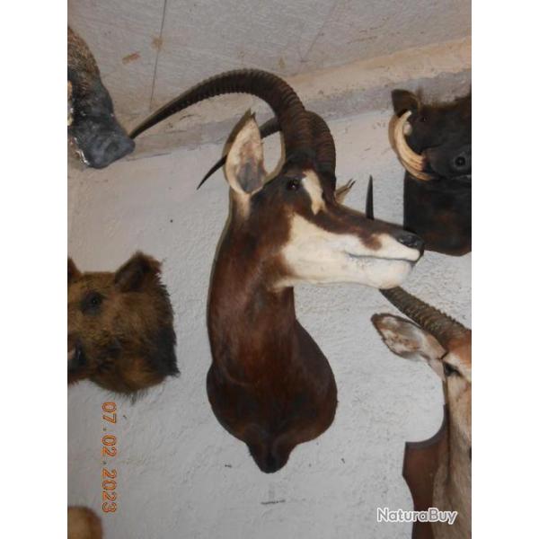 ancien TROPHE hypotrague TAXIDERMIE  chasse objet dco