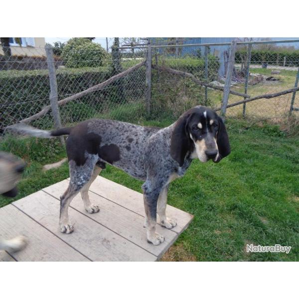 saillie petit bleu de gascogne