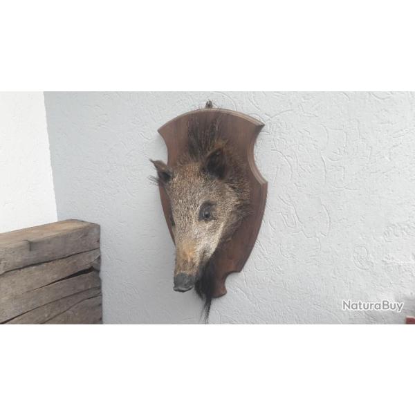 Taxidermie t�te de marcassin sur �cusson ; Sus scrofa